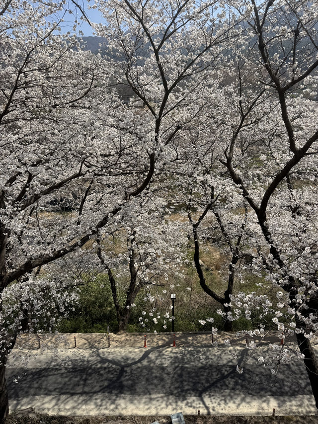 🌸지금가야하는 하동 십리벚꽃길🌸