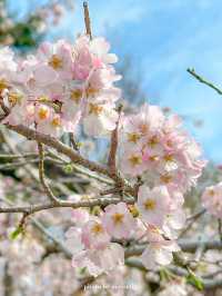 桜いろいろな種類があるから長く楽しめる【東京／調布】