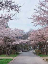Spring in Otaru: Sumiyoshi Shrine🌸