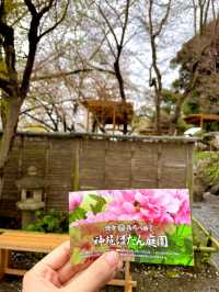 【神奈川県/鎌倉　豪華爛漫✨春ぼたんと桜が楽しめる美しい庭園】