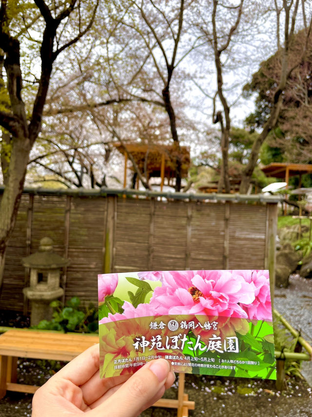 【神奈川県/鎌倉　豪華爛漫✨春ぼたんと桜が楽しめる美しい庭園】