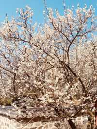 Spring's Historical Bloom: Uam Park's Cultural Cherry Blossom Experience