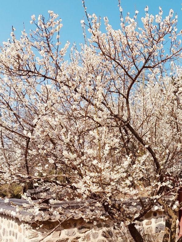 Spring's Historical Bloom: Uam Park's Cultural Cherry Blossom Experience