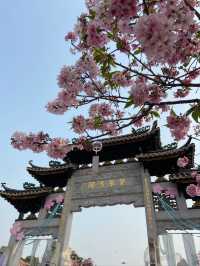 Baomo Garden Cherry Blossoms
