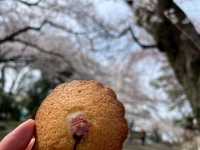 走井山公園｜桑名市の隠れた桜の名所で春を満喫🌸