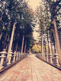 A Soulful Day Trip to Koyasan: A Journey Back to Peace 🧘‍♀️🌿