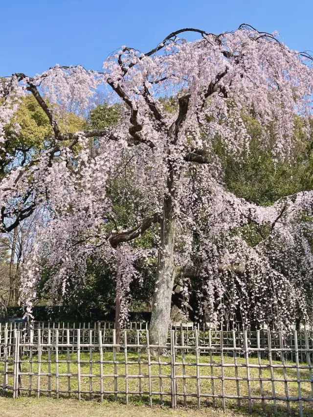 Weeping Cherry Blossoms at Kyoto Gyoen
