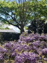 Spring at Myoshin-ji Chokei-in