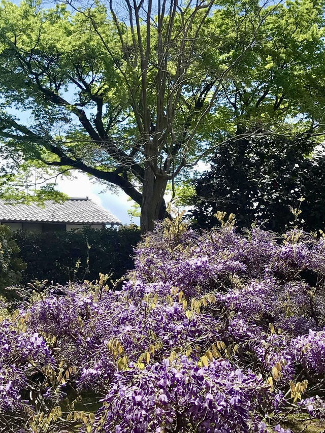 Spring at Myoshin-ji Chokei-in