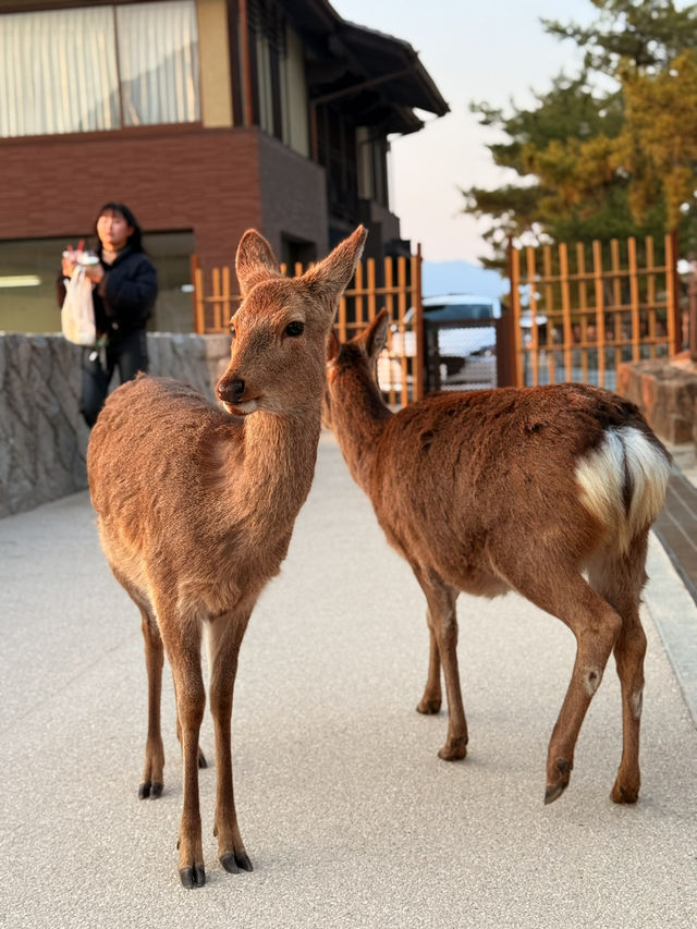 廣島｜嚴禁餵食的宮島鹿 原來是游過來的原住民