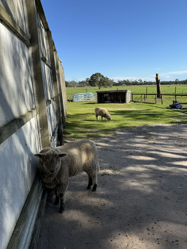 🇦🇺🦘Maru koala and animals park