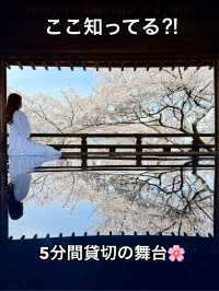 滋賀❤︎ 桜花爛漫🌸 桜のリフレクションをひとりじめ🌸