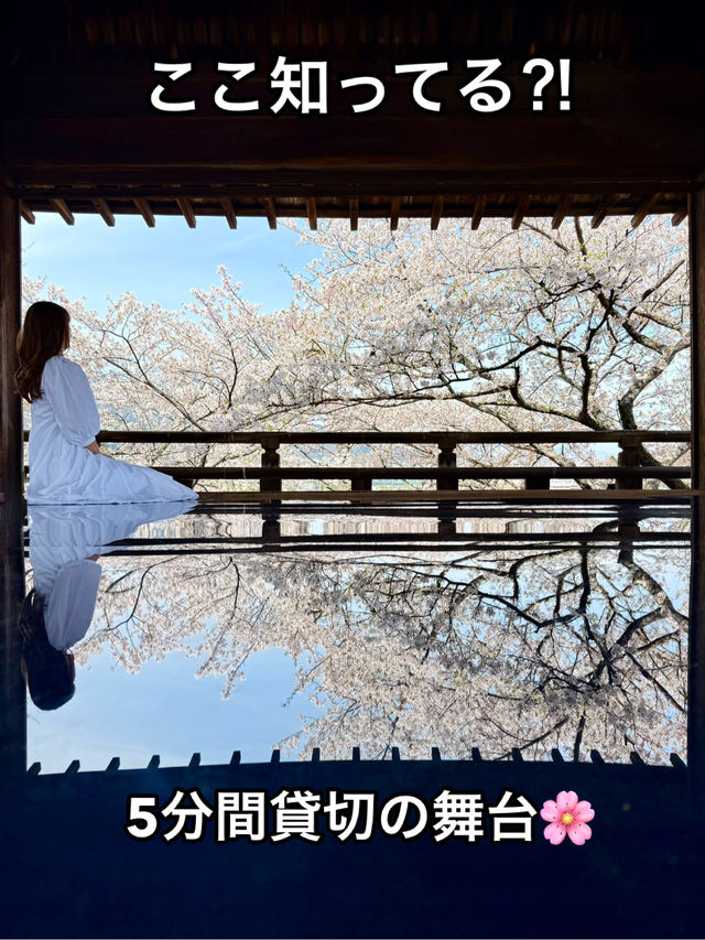 滋賀❤︎ 桜花爛漫🌸 桜のリフレクションをひとりじめ🌸