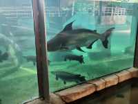 “Zoo Negara — Malaysia’s Wild Heart of Adventure and Conservation”
