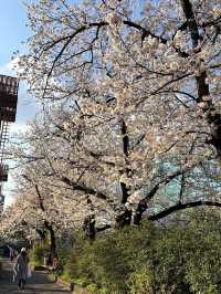 Meguro River Cherry Blossoms Promenade