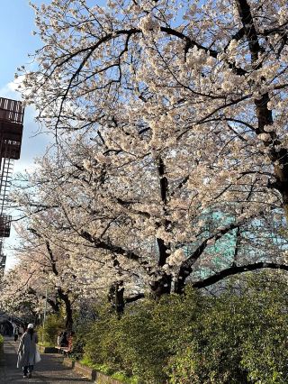 Meguro River Cherry Blossoms Promenade