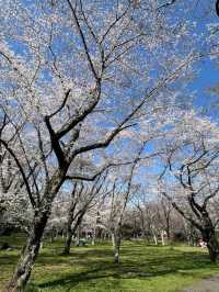 Sakura Castle Park, Chiba