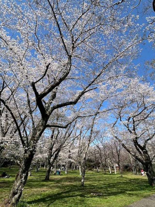 Sakura Castle Park, Chiba