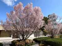 名古屋-德川園賞櫻，徜徉於江戶時代的池泉回遊式庭園