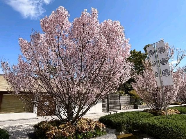 名古屋-德川園賞櫻，徜徉於江戶時代的池泉回遊式庭園