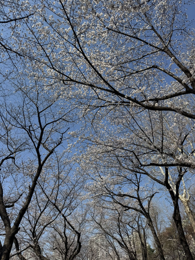 Cherry Blossoms Guide for Lotte World