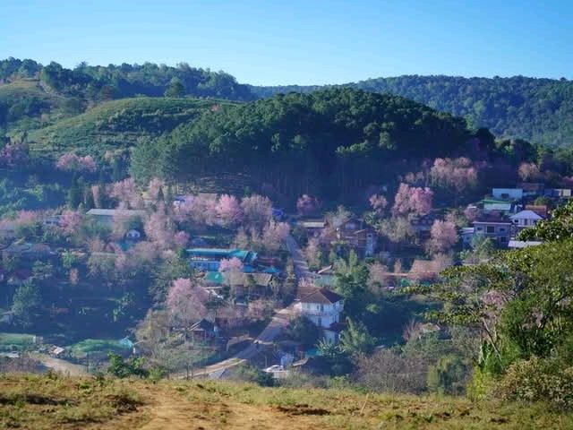 หมู่บ้านสีชมพูเหมือนญี่ปุ่นเมืองไทย
