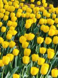 Haneulbit Arboretum: An April Tulip Paradise
