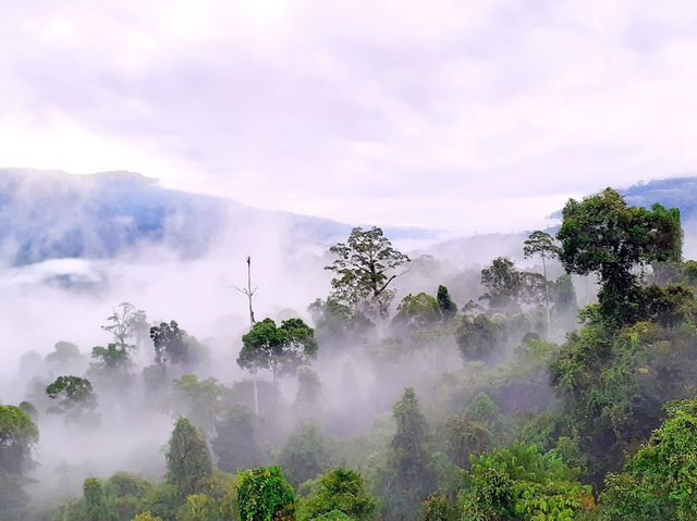 🌿 Maliau Basin: The Lost World Adventure You NEED to Try! 🦎