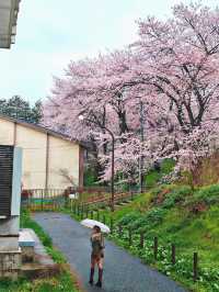 หนึ่งในจุดชมซากุระสุดสวยในยามากาตะ 