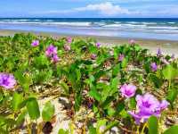 Shabandar Beach: My Secret Paradise Where the Sand is Gold & the Crowds are Zero! 🌴🌊
