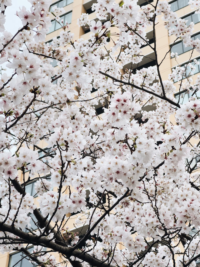 คลองเมกุโระ (Meguro River / 目黒川) ✨