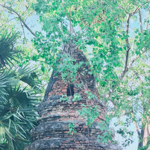 วัดใหม่บางคล้า