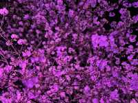福岡城上視角🌸觀看舞鶴公園的夜櫻燈光秀👏🏻