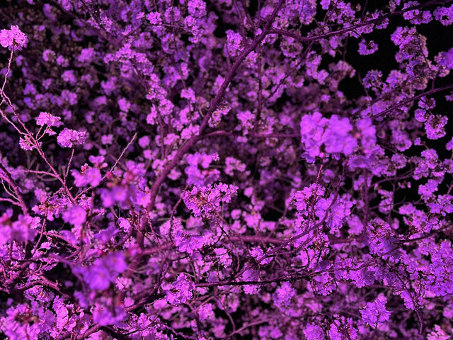 福岡城上視角🌸觀看舞鶴公園的夜櫻燈光秀👏🏻