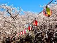 福岡賞櫻🌸西公園櫻花璀璨🌸