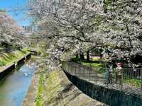 東京-善福寺川綠地，沿著河岸散步的賞櫻秘境