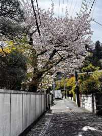 Springtime Adventure: Cycling and Cherry Blossoms Around Mount Fuji 🌸🚴‍♂️
