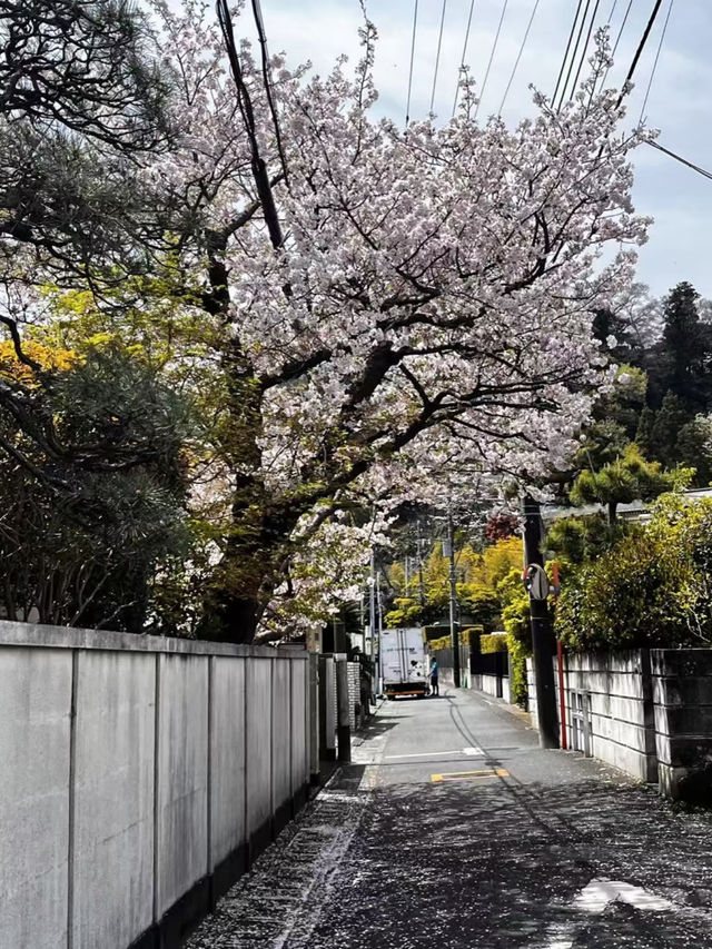 Springtime Adventure: Cycling and Cherry Blossoms Around Mount Fuji 🌸🚴‍♂️