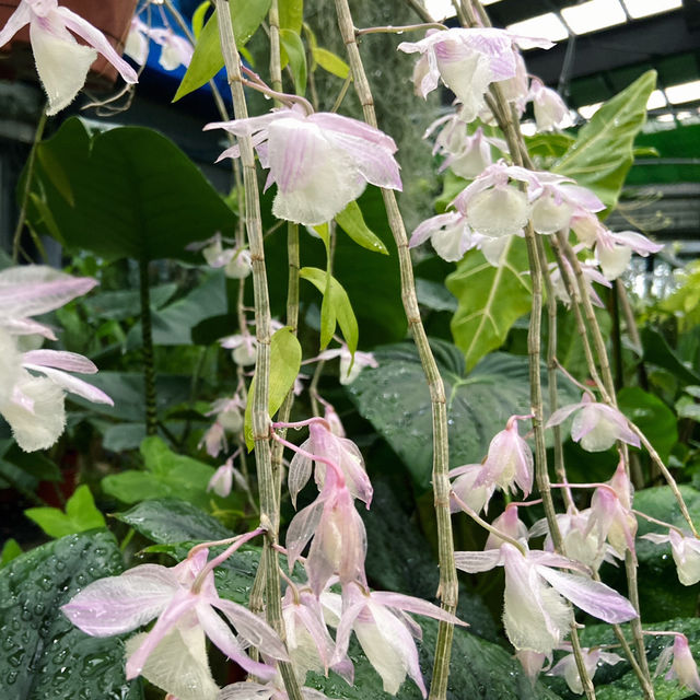 宜蘭秘境花市｜進花園・和旺園藝 IN GARDEN