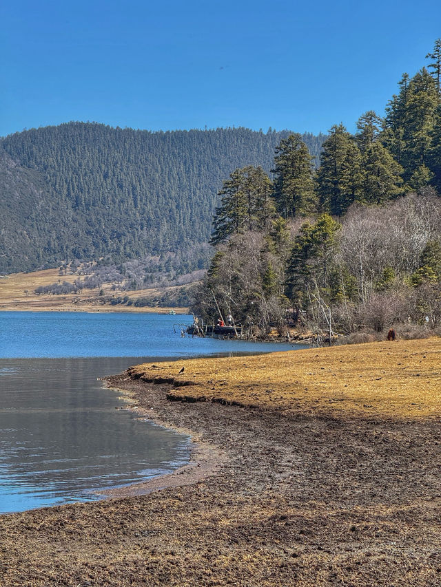 A Peaceful Escape into Nature: Discovering the Beauty of Potatso National Park (普达措国家公园)