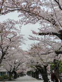 A True Springtime Wonderland in Northern Japan