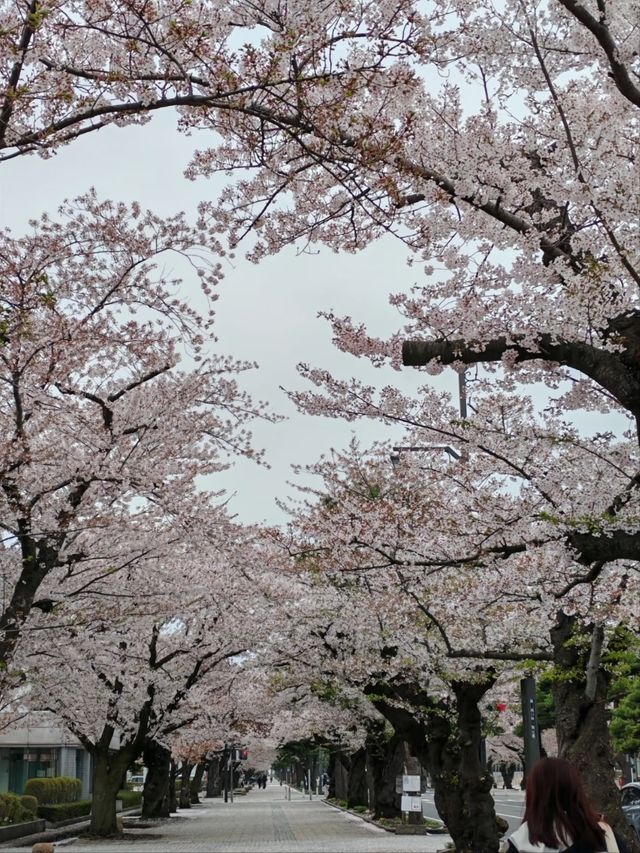 A True Springtime Wonderland in Northern Japan