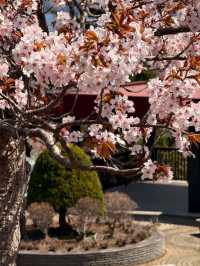 Springtime Reverie: Cherry Blossoms by Otaru's Canal