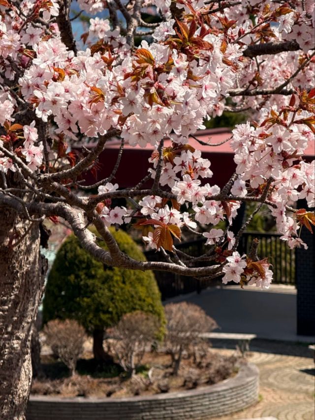 Springtime Reverie: Cherry Blossoms by Otaru's Canal