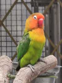 #鳳凰谷鳥園生態園區-南投縣鹿谷鄉