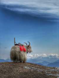 Breathing the Sky: A Calm Escape to Yak Meadow (牦牛坪) on Jade Dragon Snow Mountain