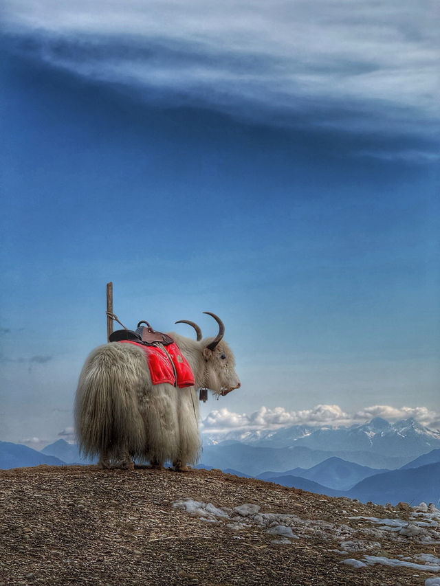 Breathing the Sky: A Calm Escape to Yak Meadow (牦牛坪) on Jade Dragon Snow Mountain