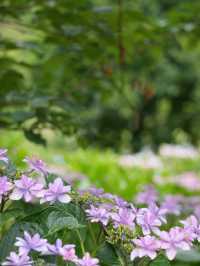 【茨城】これだけ多種多様の紫陽花を見たのは初めて！！