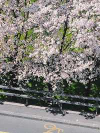Lausanne | Flon’s Cherry Blossom Slope — Like Walking into an Anime Scene