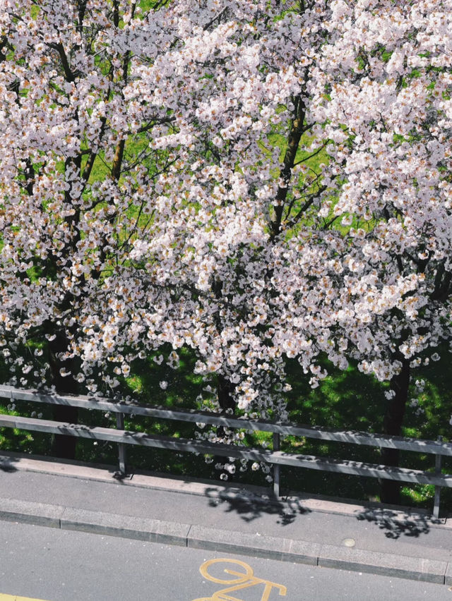 Lausanne | Flon’s Cherry Blossom Slope — Like Walking into an Anime Scene